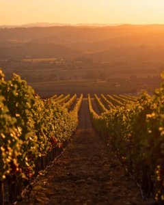 progetto senza titolo02012026